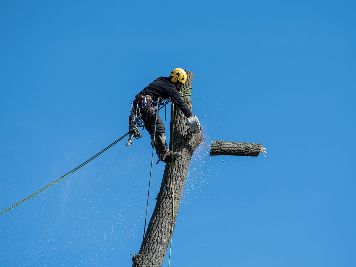 Arborist high in a tree performing a professional removal